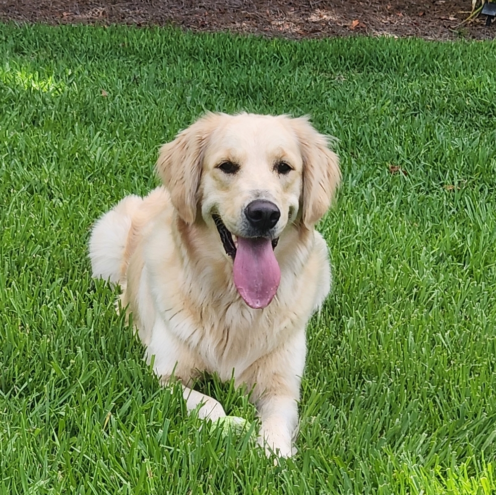 Meet your Posher, Sadie